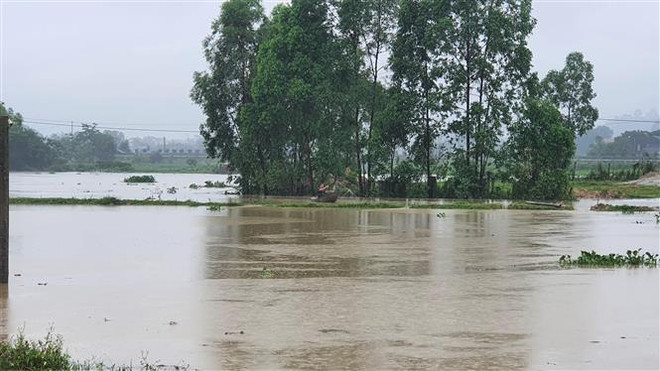 Nhiều diện tích lúa mới trổ bông và chuẩn bị gặt tại Vĩnh Phúc bị ngập ảnh 2