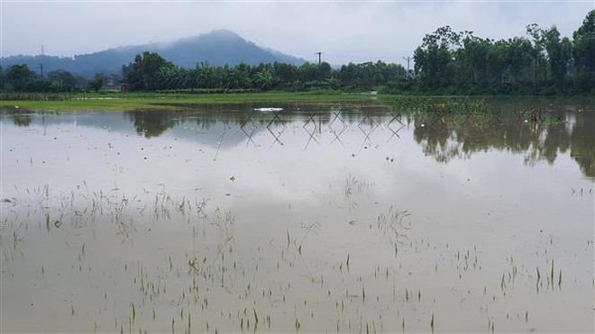 Nhiều diện tích lúa mới trổ bông và chuẩn bị gặt tại Vĩnh Phúc bị ngập ảnh 1