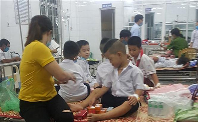 Quảng Trị: 26 học sinh tiểu học bị ong đốt phải nhập viện ảnh 1