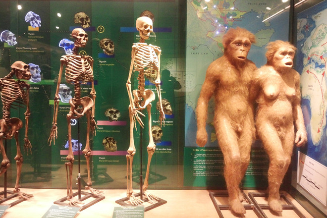 Bảo tàng thiên nhiên: Kể lại câu chuyện sự sống cách đây 4 tỷ năm ảnh 3