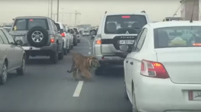 Rùng mình cảnh con hổ đi lang thang trên đường cao tốc ảnh 1