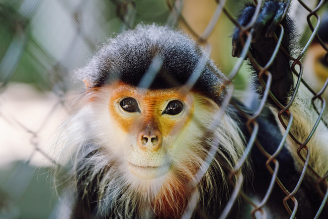 ‘Bảo mẫu’ linh trưởng: Dành cả thanh xuân bảo tồn nguồn gene quý hiếm ảnh 1
