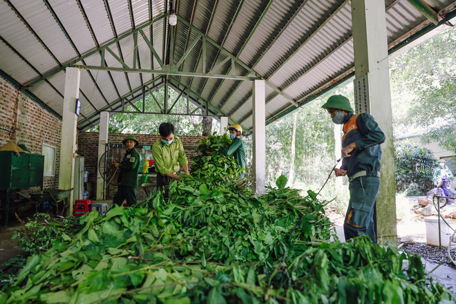 ‘Bảo mẫu’ linh trưởng: Dành cả thanh xuân bảo tồn nguồn gene quý hiếm ảnh 3
