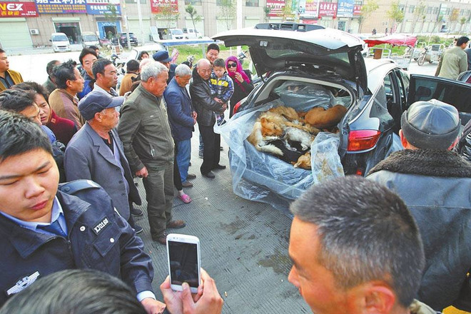 Xác chó giấu trong thùng xe bị phát hiện sau tai nạn giao thông ảnh 2