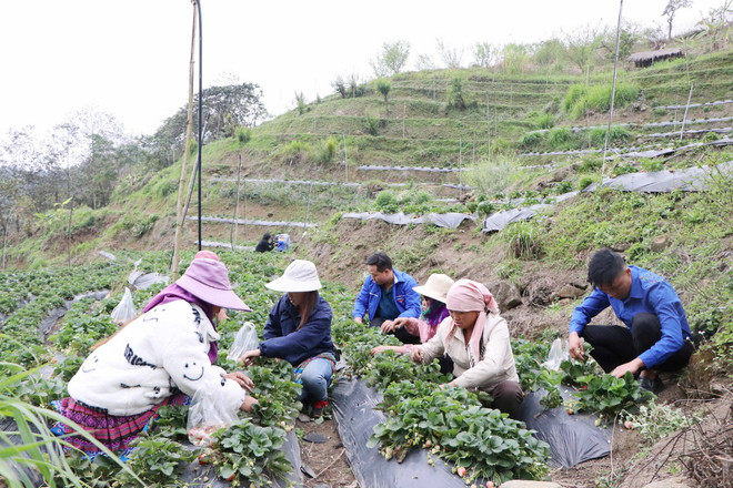Mô hình trồng dâu tây của anh Giàng A Chứ, xã biên giới Dào San, huyện Phong Thổ, Lai Châu, tạo việc làm cho lao động địa phương. (Ảnh: Nguyễn Oanh/TTXVN) khoi nghiep.jpg