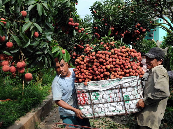 [Photo] "Vương quốc" vải thiều Lục Ngạn vào mùa chính vụ ảnh 2