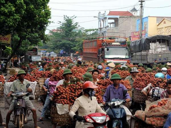 [Photo] "Vương quốc" vải thiều Lục Ngạn vào mùa chính vụ ảnh 1