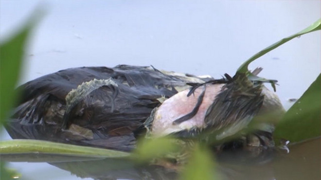 Hậu Giang: Xác động vật chết bị vứt đầy xuống kênh, rạch ảnh 1