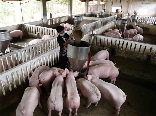 (Ảnh minh họa: Vũ Sinh/TTXVN) Nguy cơ tái phát dịch tả châu Phi từ lợn giống không rõ nguồn gốc ảnh 1