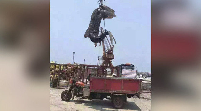 Phẫn nộ cảnh cá mập voi bị săn bắt trái phép ở Trung Quốc ảnh 1