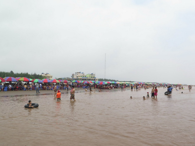 Thực hư chuyện cá, ngao, sứa chết ở khu vực biển Cồn Vành ảnh 1