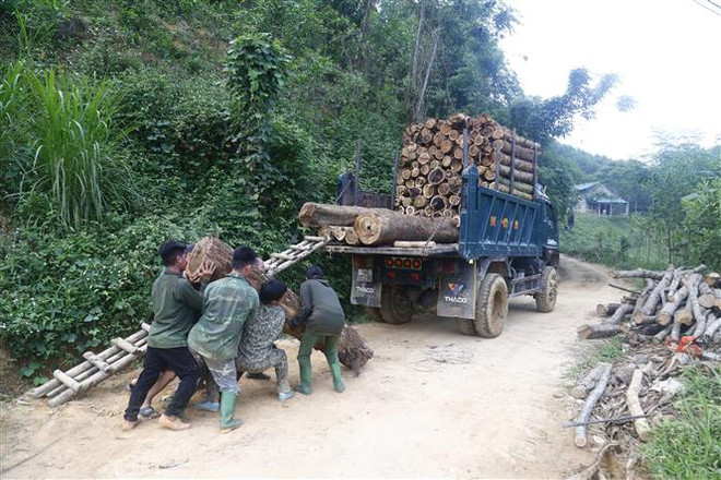 Thêm nguồn thu nhập bền vững từ rừng cho người dân Kon Tum ảnh 2