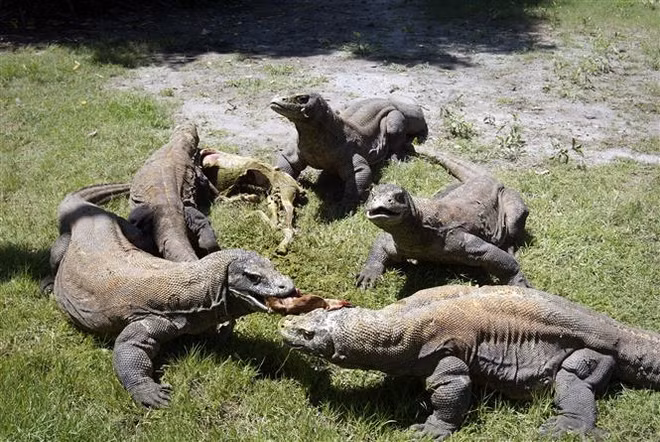 5 con rồng Komodo chào đời trong sở thú ở Tây Ban Nha ảnh 1