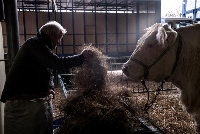 Tây Ban Nha phát hiện một trường hợp mắc bệnh bò điên ảnh 1