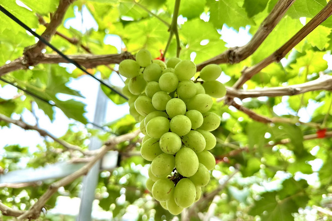 ttxvn_nho ninh thuan.jpeg