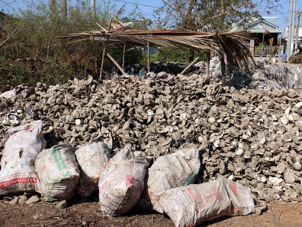 Khẩn trương tìm ra nguyên nhân hàu chết tại Quảng Ninh ảnh 1