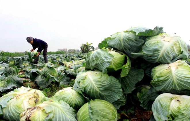 Xây dựng các phương án sản xuất, cung ứng nông sản đến quý 1 năm sau ảnh 1