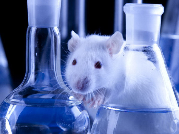 Chế độ ăn nhiều chất béo gây ảnh hưởng thần kinh khứu giác ảnh 1