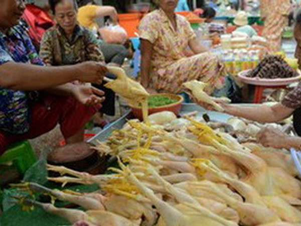 Campuchia phát hiện thêm trường hợp nhiễm virus H5N1 ảnh 1