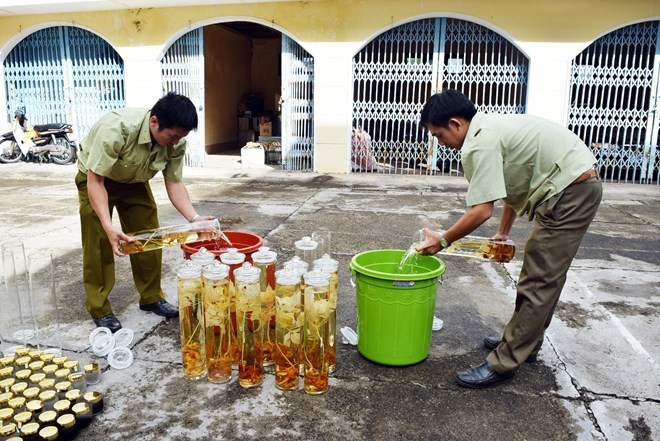 Cơ quan chức năng tiêu hủy các loại rượu ngâm thu giữ do không rõ nguồn gốc. (Ảnh: Quang Thái/TTXVN) Dự thảo Luật Phòng chống tác hại của rượu-bia: Có ‘chạm’ đến mục tiêu? ảnh 1
