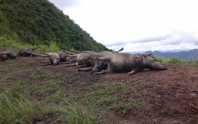 Sét đánh chết cả một đàn trâu gần 20 con tại tỉnh Hà Giang ảnh 1