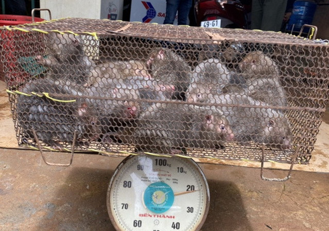 Phạt 355 triệu đồng đối tượng tàng trữ nhiều động vật rừng nguy cấp ảnh 1