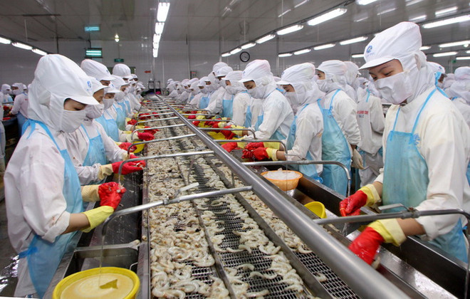 Chế biến tôm đông lạnh xuất khẩu tại nhà máy ở khu công nghiệp phường 8, thành phố Cà Mau. (Ảnh: Trần Việt/TTXVN) Đồng bảng Anh suy yếu:Xuất khẩu của Việt Nam bị ảnh hưởng thế nào? ảnh 1