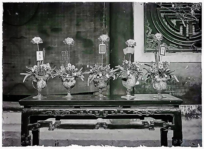 Các bát hoa Thủy tiên dáng thấp ở Hà Nội những năm 1910. (Ảnh tư liệu) hoa thuy tien tu lieu.jpg