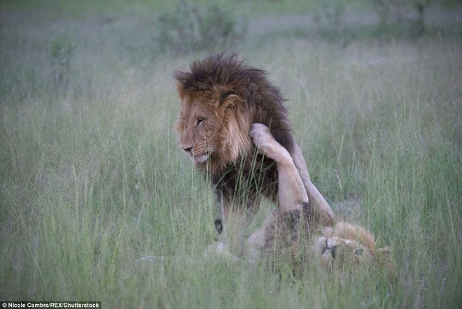Nghi ngờ sư tử đồng tính trước cảnh hai con đực âu yếm nhau ảnh 4