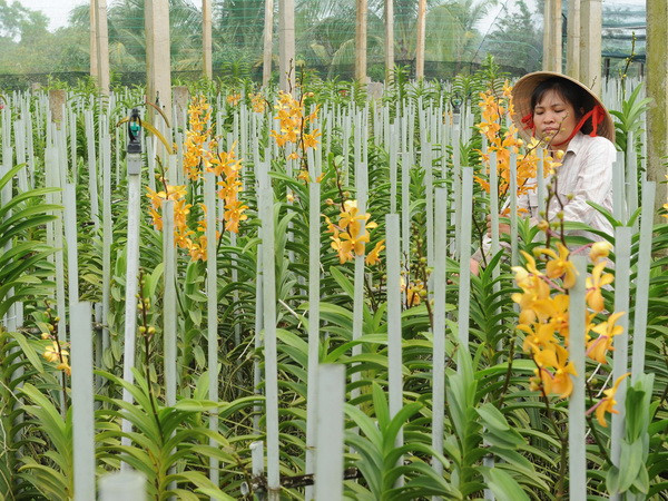 Các nhà khoa học tìm thấy 8 loài lan mới tại khu vực Tây Nguyên ảnh 1