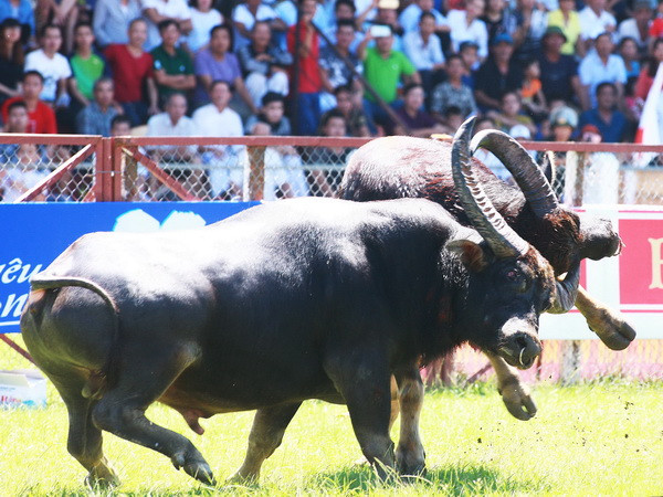 Không tổ chức bán vé thu tiền vào Lễ hội chọi trâu Đồ Sơn năm 2018 ảnh 1