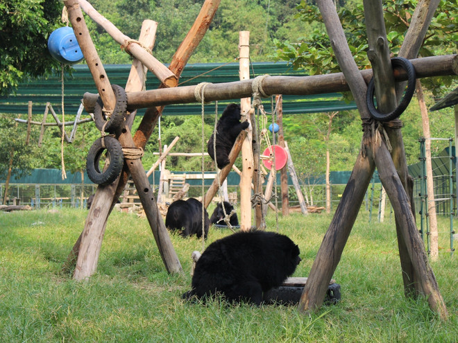 Người đàn ông gần một thập kỷ “sáng lập” trò chơi cho loài gấu ảnh 1