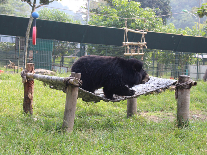 Người đàn ông gần một thập kỷ “sáng lập” trò chơi cho loài gấu ảnh 3