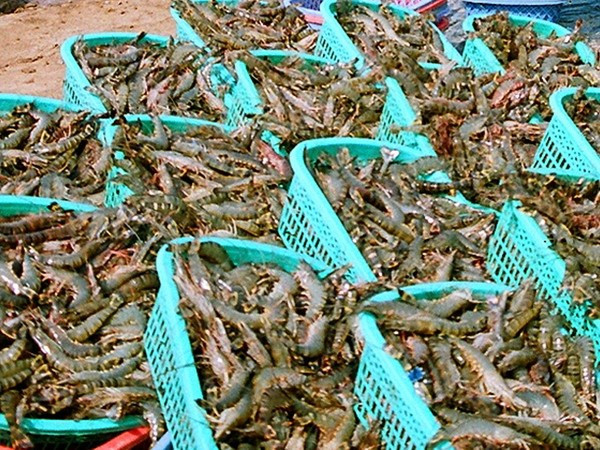 Ảnh minh họa. (Nguồn: TTXVN) Kiên Giang phát triển nuôi tôm ở vùng Tứ giác Long Xuyên ảnh 1