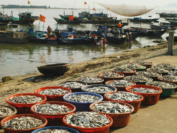 Ảnh minh họa. (Nguồn: TTXVN) Báo động vi phạm bảo vệ nguồn lợi thủy sản ở Cà Mau ảnh 1