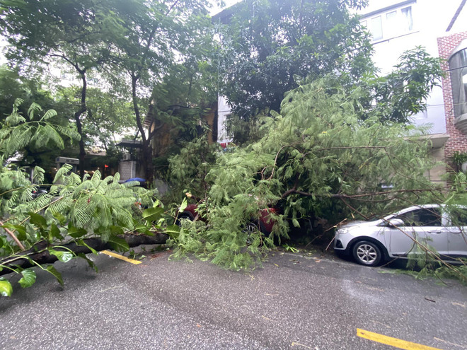 Hà Nội: Cây gãy đổ trúng ôtô trong cơn mưa dông sáng 28/9 ảnh 1