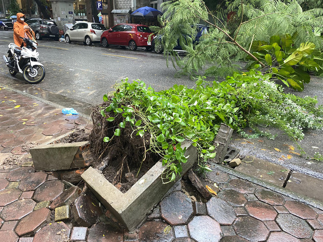 Hà Nội: Cây gãy đổ trúng ôtô trong cơn mưa dông sáng 28/9 ảnh 4