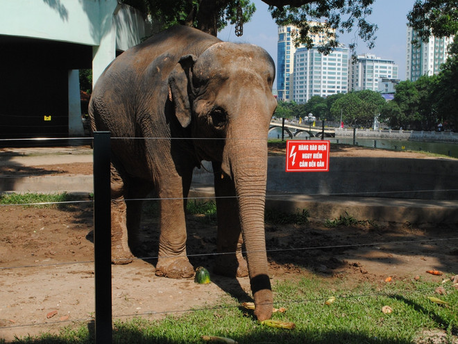 Khánh thành hàng rào điện khu chăm sóc voi tại Vườn thú Hà Nội ảnh 1