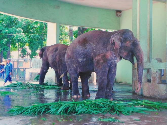 Khánh thành hàng rào điện khu chăm sóc voi tại Vườn thú Hà Nội ảnh 4