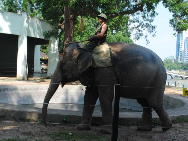 Khánh thành hàng rào điện khu chăm sóc voi tại Vườn thú Hà Nội ảnh 7