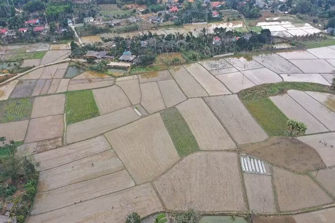 Ban hành Kế hoạch cơ cấu lại ngành nông nghiệp giai đoạn 2021-2025 ảnh 1