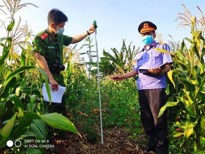 Gia Lai: Phát hiện nhiều điểm trồng cần sa trái phép tại huyện Chư Sê ảnh 1