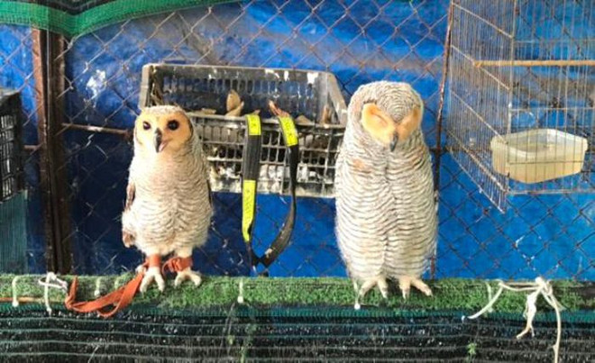 Tịch thu 9 cá thể chim hoang dã nuôi nhốt tại nhà riêng ảnh 1