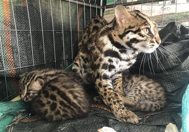 Ninh Bình: Tiếp nhận 5 cá thể mèo rừng quý hiếm từ Điện Biên ảnh 1