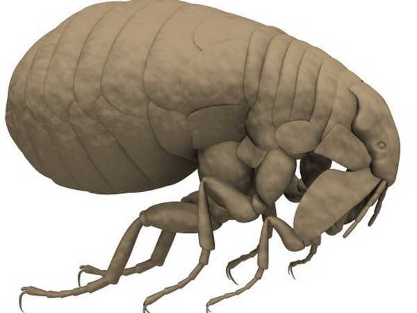 Sinh viên tình nguyện bị rệp ký sinh đẻ 100 quả trứng ở kẽ chân ảnh 1