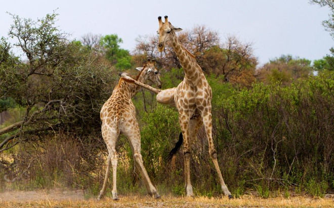 [Photo] Ngỡ ngàng với cú đá giáng trời của con hươu cao cổ ảnh 1