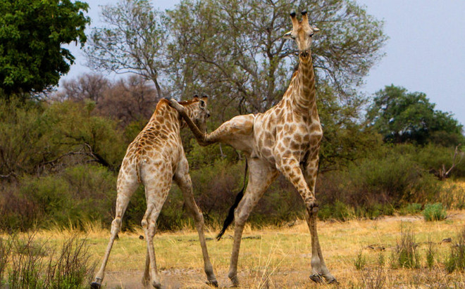 [Photo] Ngỡ ngàng với cú đá giáng trời của con hươu cao cổ ảnh 3