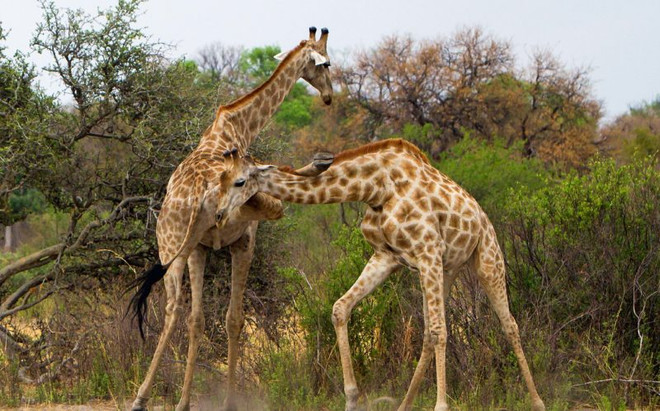 [Photo] Ngỡ ngàng với cú đá giáng trời của con hươu cao cổ ảnh 4
