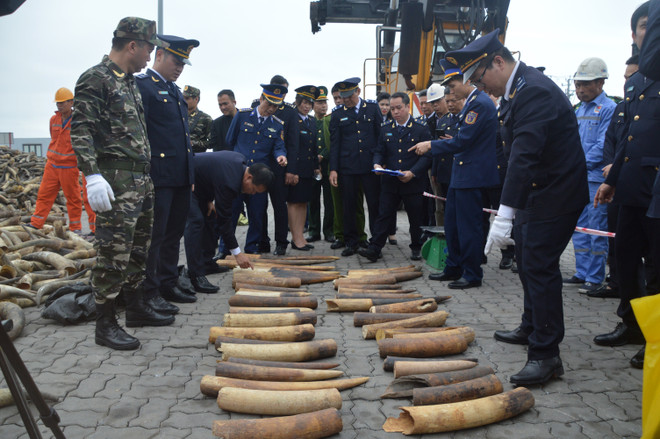Bộ Tư lệnh Vùng Cảnh sát biển 1 thu giữ lượng lớn ngà voi nhập lậu ảnh 1