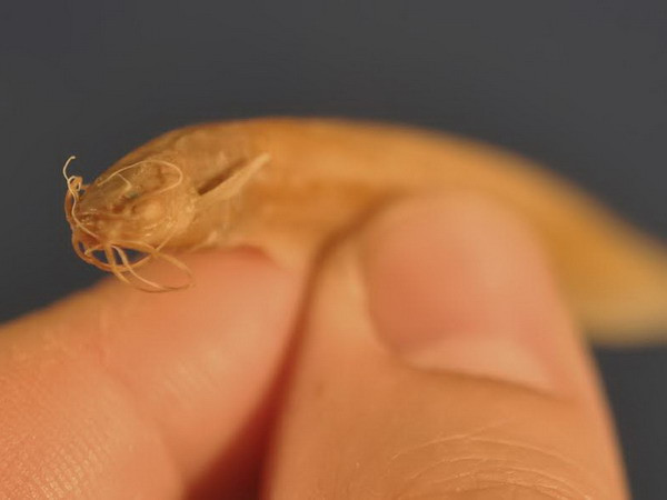 Giới nghiên cứu đau đầu vì loài cá hàm đầy răng nhọn bí ẩn ảnh 2